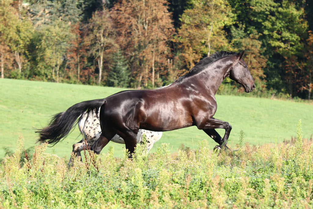 Welcher Sattel eignet sich für ein Pferd mit hohem Widerrist?